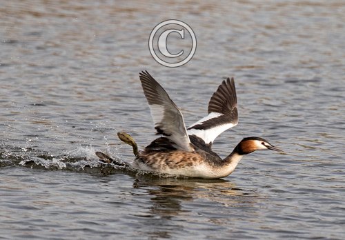   Great Crested Greb  DM1701